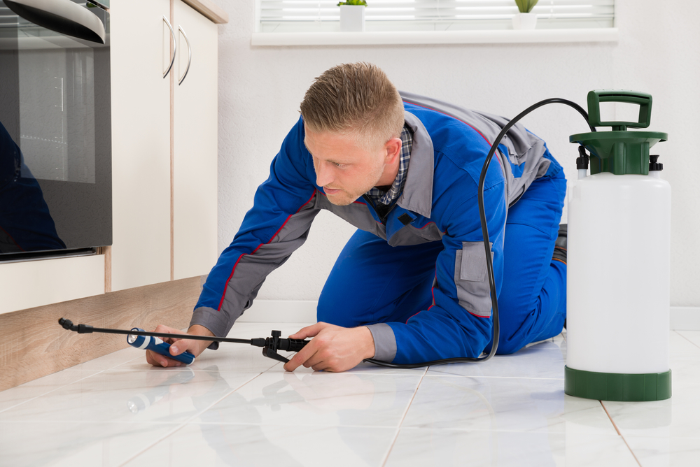 male-worker-spraying-pesticide-on-cabinet