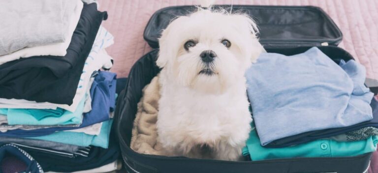 déménagement avec un animal