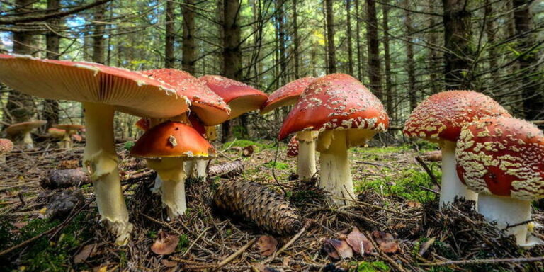 ceuillette de champignon