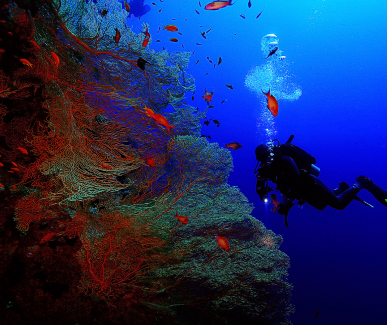 plongeur vie sous marine