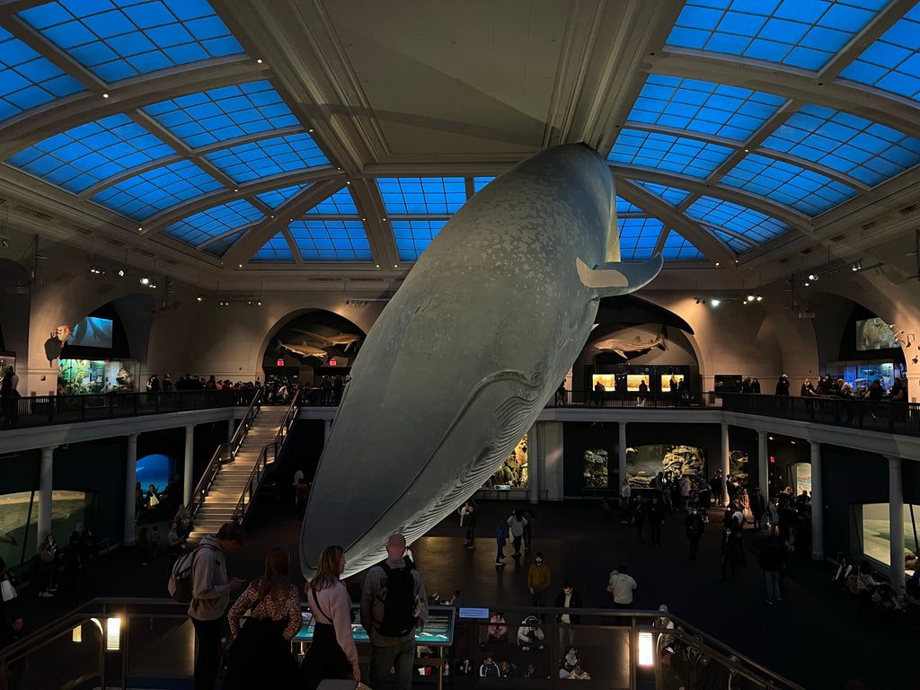 Baleine géante au Musée d