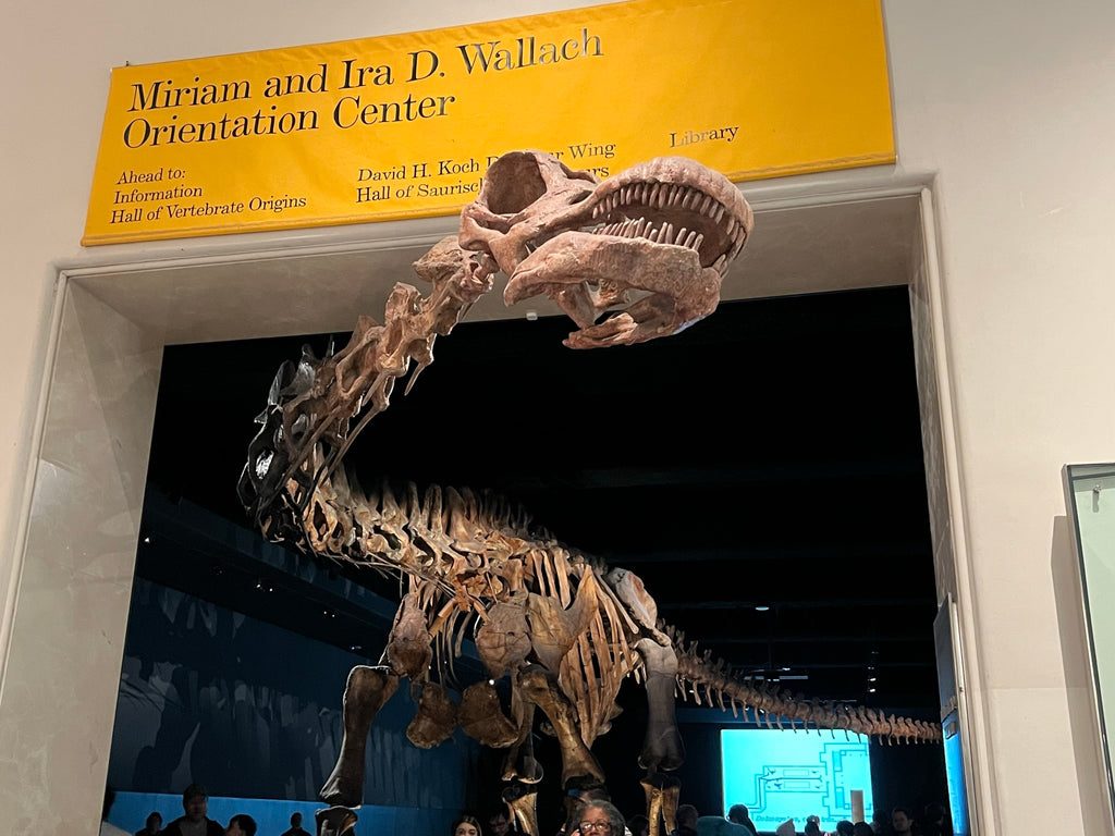 Squelette de dinosaure au Musée américain d