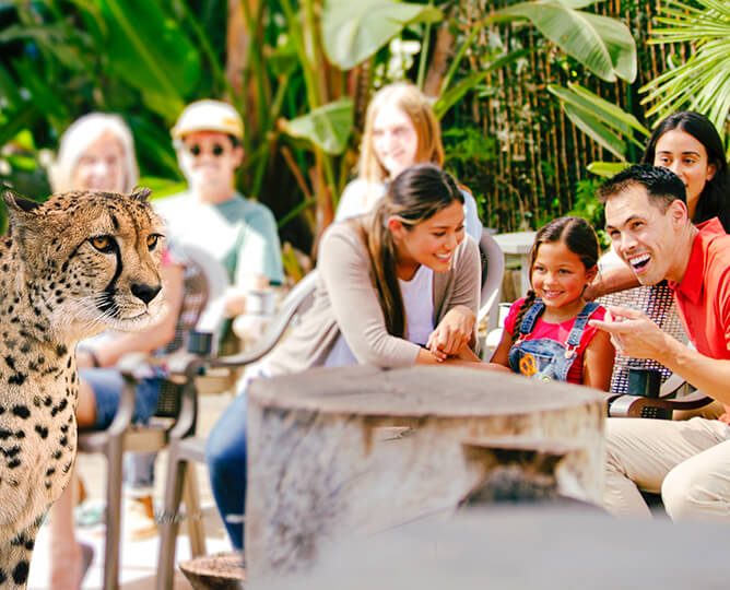 Famille regardant le guépard