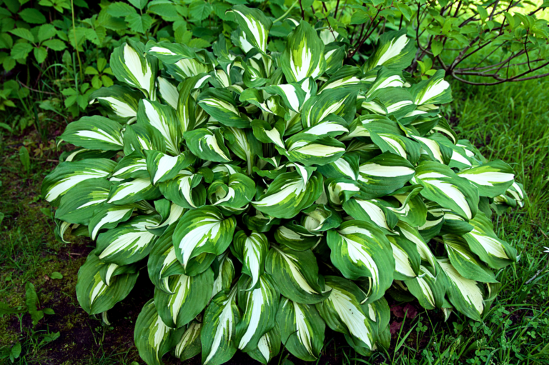 hosta