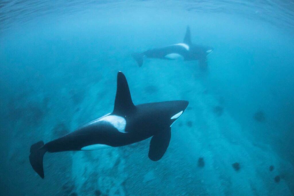 Combien coûte une expérience de nage avec les orques en Norvège ?