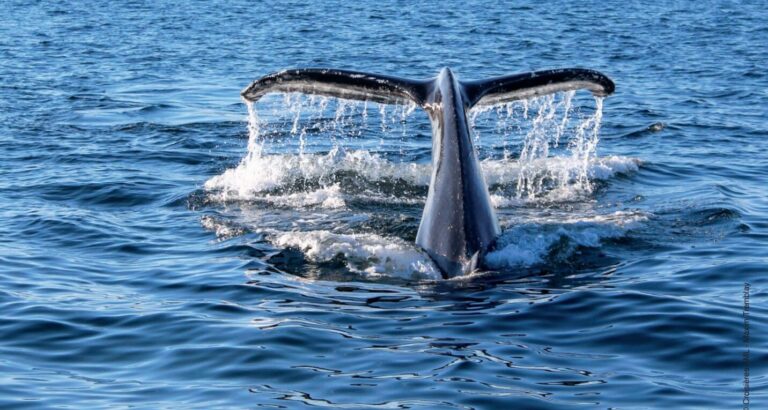 Pourquoi Tadoussac est la destination incontournable pour voir les baleines ?