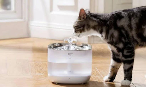 Meilleure Fontaine à Eau pour Chat