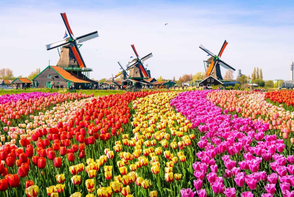 Découvrez le meilleur circuit en Hollande : un guide pour les amoureux des tulipes et des moulins à vent