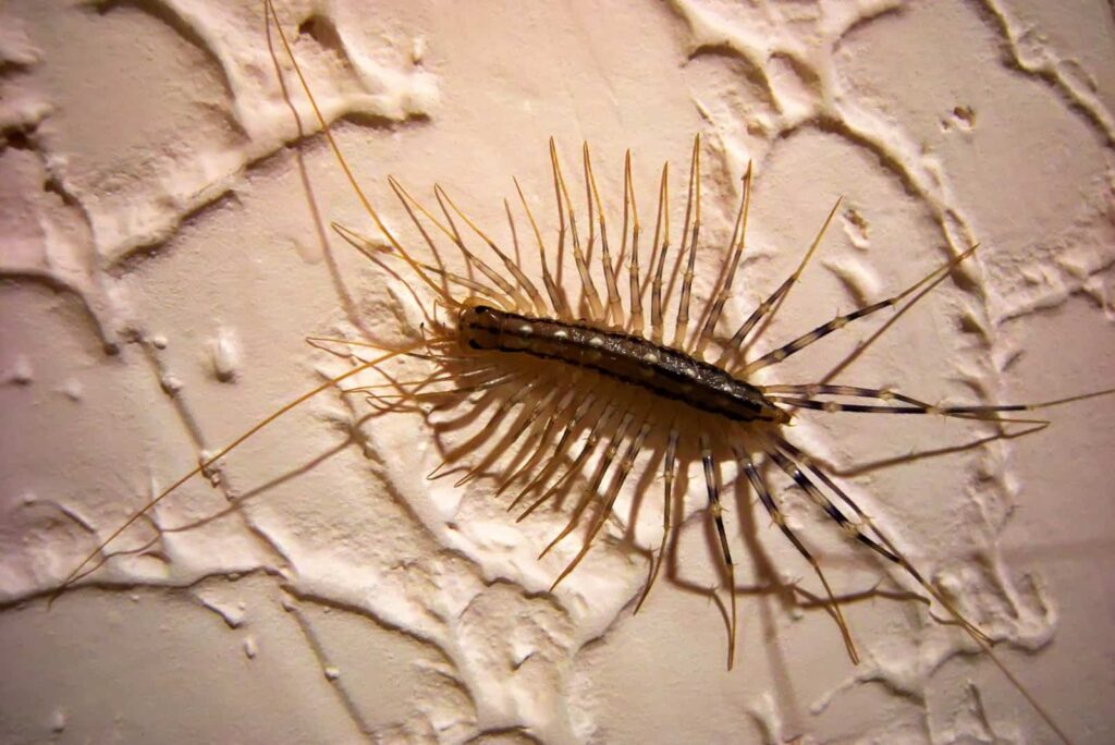 Un mille-pattes sur un mur à l'intérieur d'une maison, illustrant la présence insolite de cet insecte et sa signification possible.