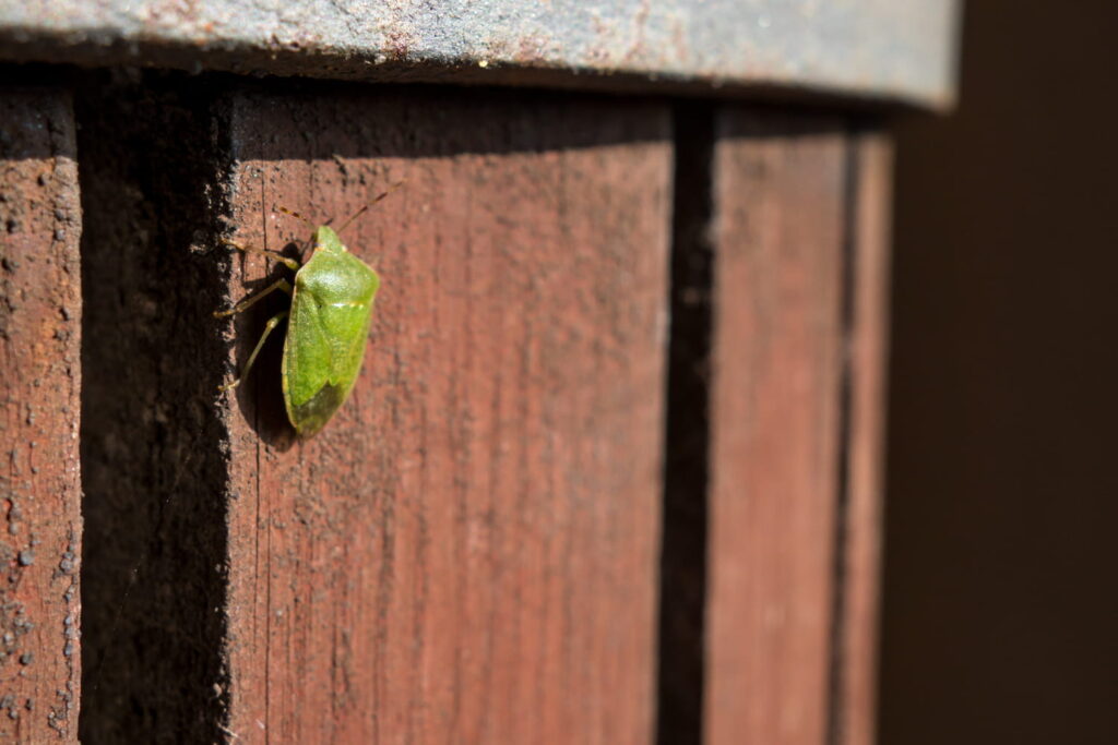 Punaise verte posée sur une feuille, une vue rapprochée qui illustre clairement l'insecte