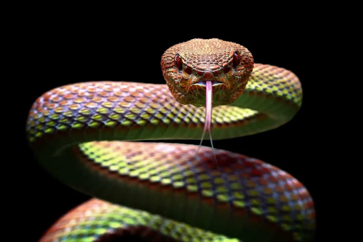 Représentation d'un serpent dans le cadre islamique