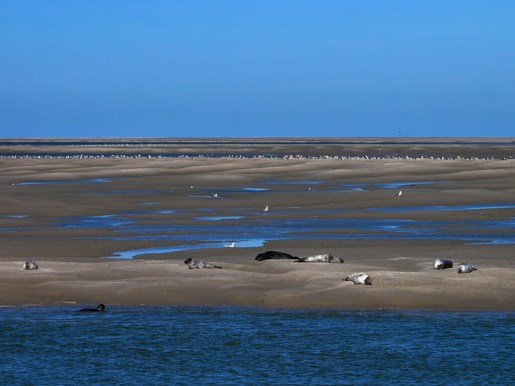 bay of somme, sea, france, landscape, beach, blue, seals, seagulls, graphic, water, sky, travel, coast, sum berry, birds, the water, side