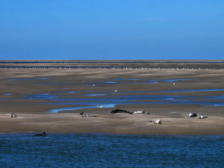 bay of somme, sea, france, landscape, beach, blue, seals, seagulls, graphic, water, sky, travel, coast, sum berry, birds, the water, side