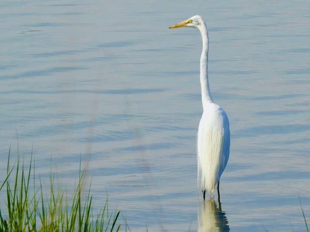 Randonnée et observation nature : chercher des itinéraires ornithologiques en Baie de Somme