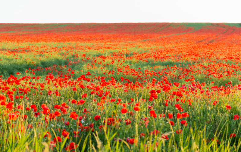 champs de coquelicot